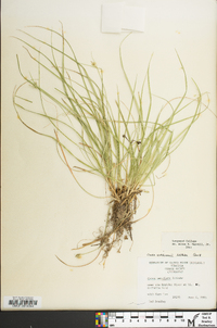 Carex willdenowii image