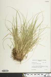 Carex willdenowii image