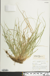 Carex willdenowii image