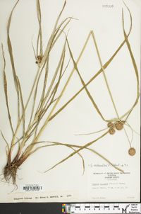 Cyperus echinatus image