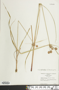 Cyperus echinatus image