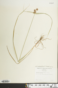 Cyperus echinatus image