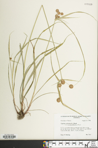 Cyperus echinatus image