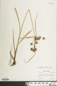 Cyperus echinatus image