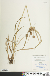 Cyperus echinatus image