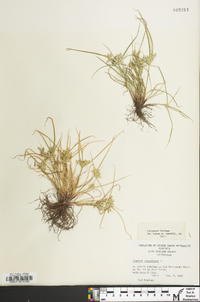 Cyperus compressus image