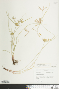 Cyperus compressus image