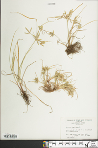 Cyperus compressus image