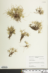 Cyperus compressus image