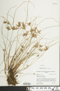 Cyperus bipartitus image