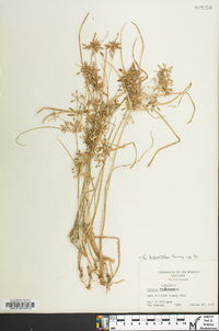 Cyperus bipartitus image