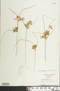 Cyperus bipartitus image