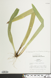 Carex fraseriana image