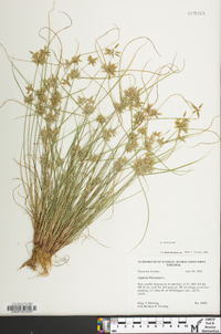 Cyperus flavescens image