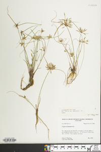 Cyperus flavescens image