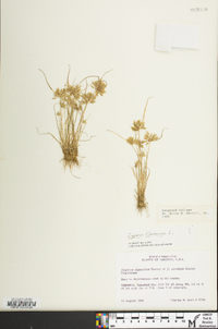 Cyperus flavescens image