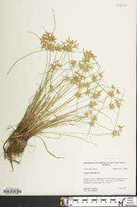 Cyperus flavescens image