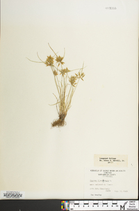 Cyperus flavescens image