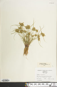 Cyperus flavescens image