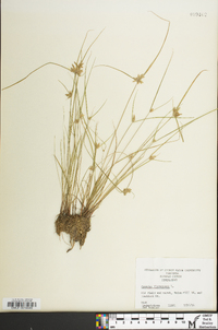 Cyperus flavescens image