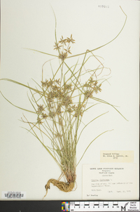 Cyperus flavescens image