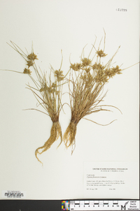 Cyperus flavescens image