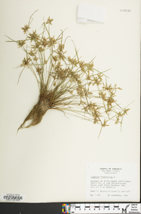 Cyperus flavescens image