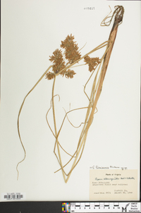 Cyperus flavicomus image