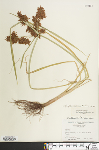 Cyperus flavicomus image