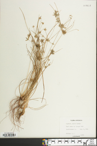 Cyperus grayi image