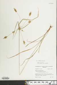 Cyperus hystricinus image