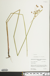 Cyperus haspan image