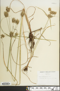 Cyperus lancastriensis image