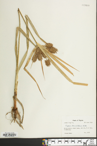 Cyperus lancastriensis image