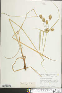 Cyperus lancastriensis image