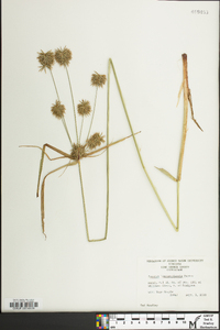 Cyperus lancastriensis image