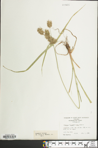 Cyperus lancastriensis image