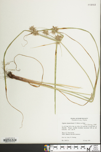 Cyperus lancastriensis image