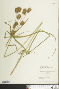 Cyperus lancastriensis image