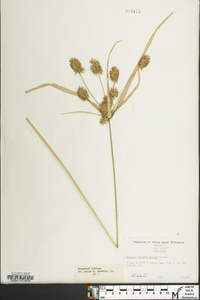 Cyperus lancastriensis image