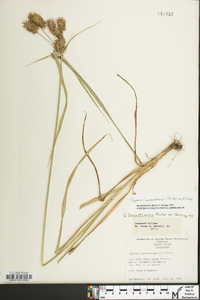 Cyperus lancastriensis image