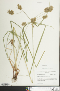 Cyperus lancastriensis image