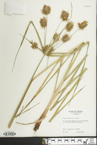 Cyperus lancastriensis image