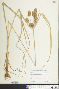 Cyperus lancastriensis image