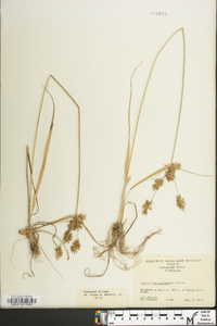 Cyperus lancastriensis image