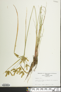 Cyperus iria image