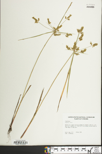 Cyperus iria image