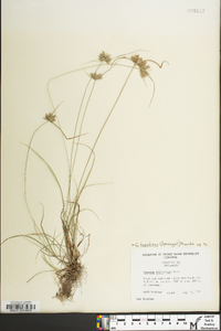 Cyperus lupulinus image