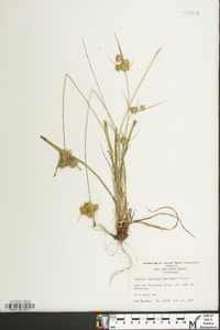 Cyperus lupulinus image