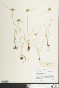 Cyperus lupulinus image